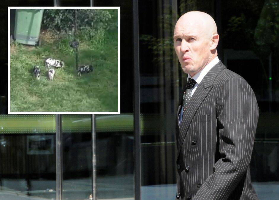 Owen Van Duren leaves court after being cleared. Inset: Police drone footage of the stolen piglets. Pictures: Blake Foden, ACT Policing