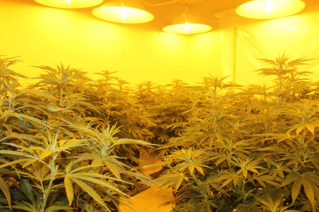 A cannabis grow house raided by police in the ACT on Monday. Picture: ACT Policing