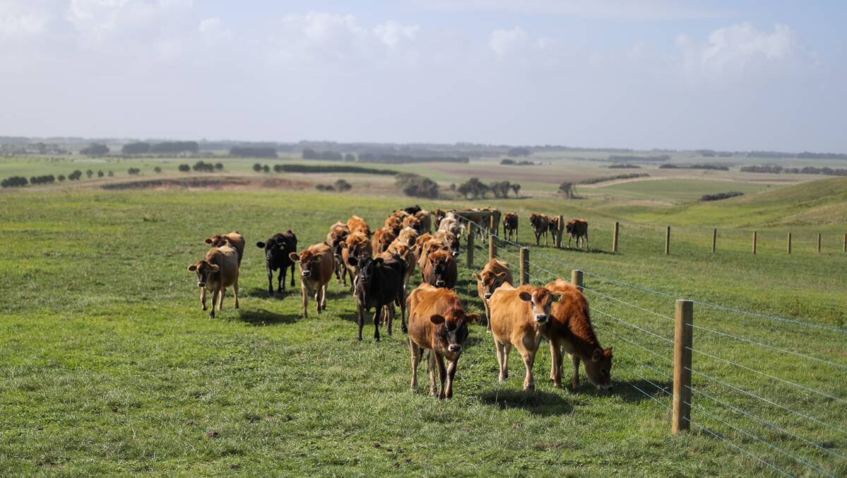 GROWING: Carbon farming and other environmental services could one day be a common part of farm businesses, sitting alongside grazing and cropping. 