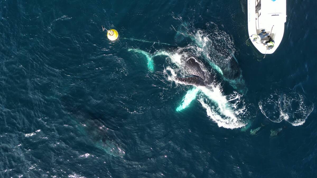 The whale had become caught up in rope and chain from a Waverider buoy. Picture by Dr Olaf Meynecke