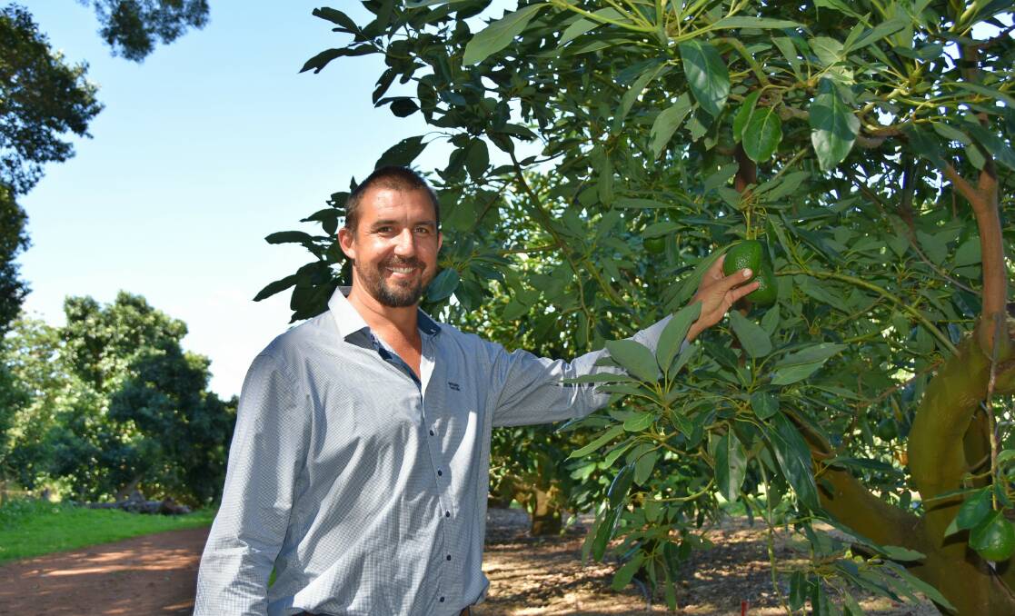 TOUGH TIMES: NSW avocado producer Tom Silver says returns for some growers are now below the cost of harvest.