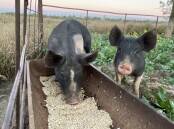GOOD FEED: Rations are the best options for pigs. It is illegal to feed any food waste containing, or that has been in contact with, meat.