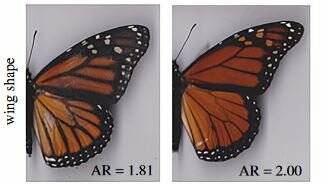 Similar discoveries have been made by comparing captive and wild butterflies.