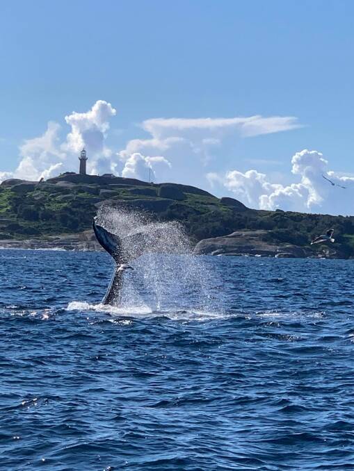 A whale slaps its tail near Montague Island on the same day as the two men were injured (Sunday, June 6). Picture: Michelle and Bill Baillie
