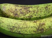 SHOCK DISCOVERY: The discovery of banana freckle at a secure government research facility almost a 100km from the outbreak zone has officials worried.