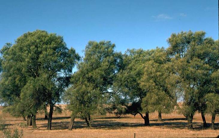 A species of ironwood, the Buloke tree is known as one of the hardest timbers in the world.