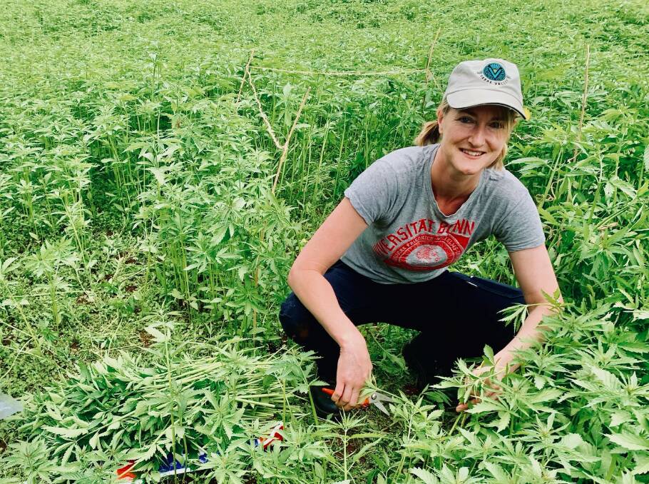 WA DPIRD research scientist Bronwyn Blake and others have been working to find if industrial hemp can be used as a summer feed option for livestock. Picture: supplied.