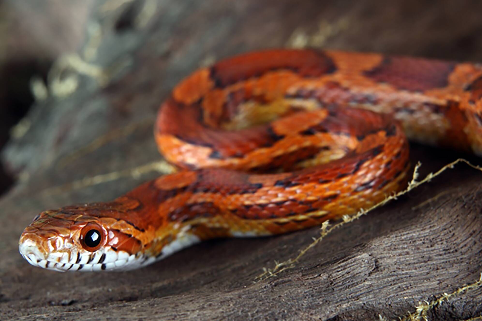 Banned corn snakes keep popping up around Australia | The Canberra Times |  Canberra, ACT