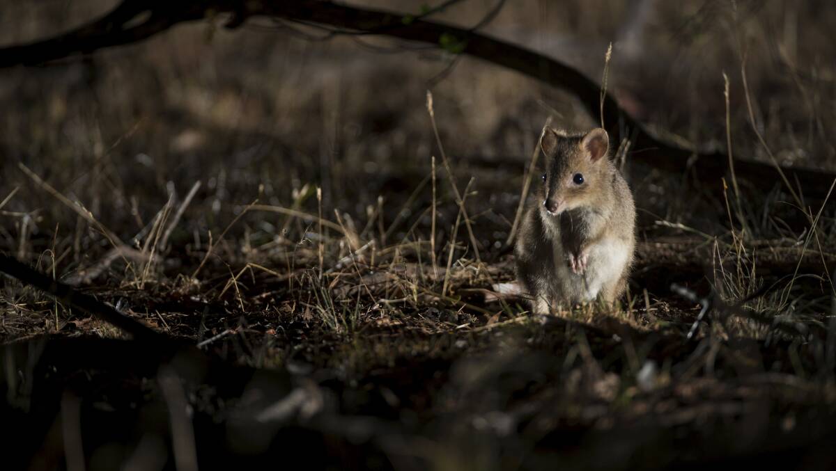 An eastern bettong. Fur of eastern bettongs has been detected in the scats of eastern quolls. Picture: Woodlands and Wetlands Trust