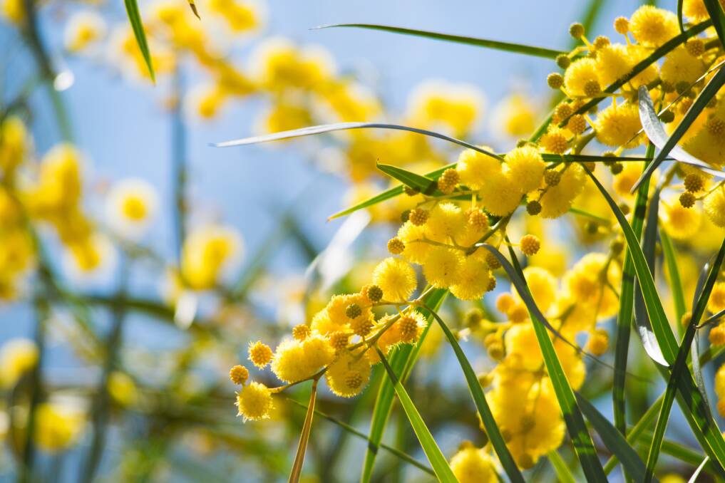 Wattle is Australia's floral emblem. Picture: Shutterstock