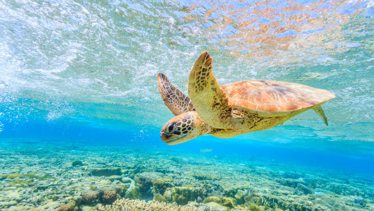 A turtle diving back to the reef in a shallow lagoon on Lady Elliot Island. Picture: Shutterstock