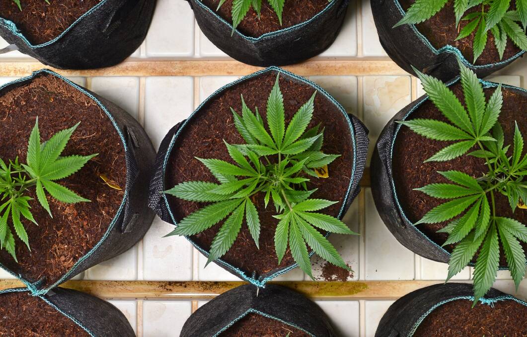 Its unclear whether people who grow and use cannabis are at risk. Picture: Shutterstock