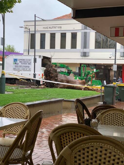 A tree fell in Manuka on Thursday afternoon. Picture: Supplied