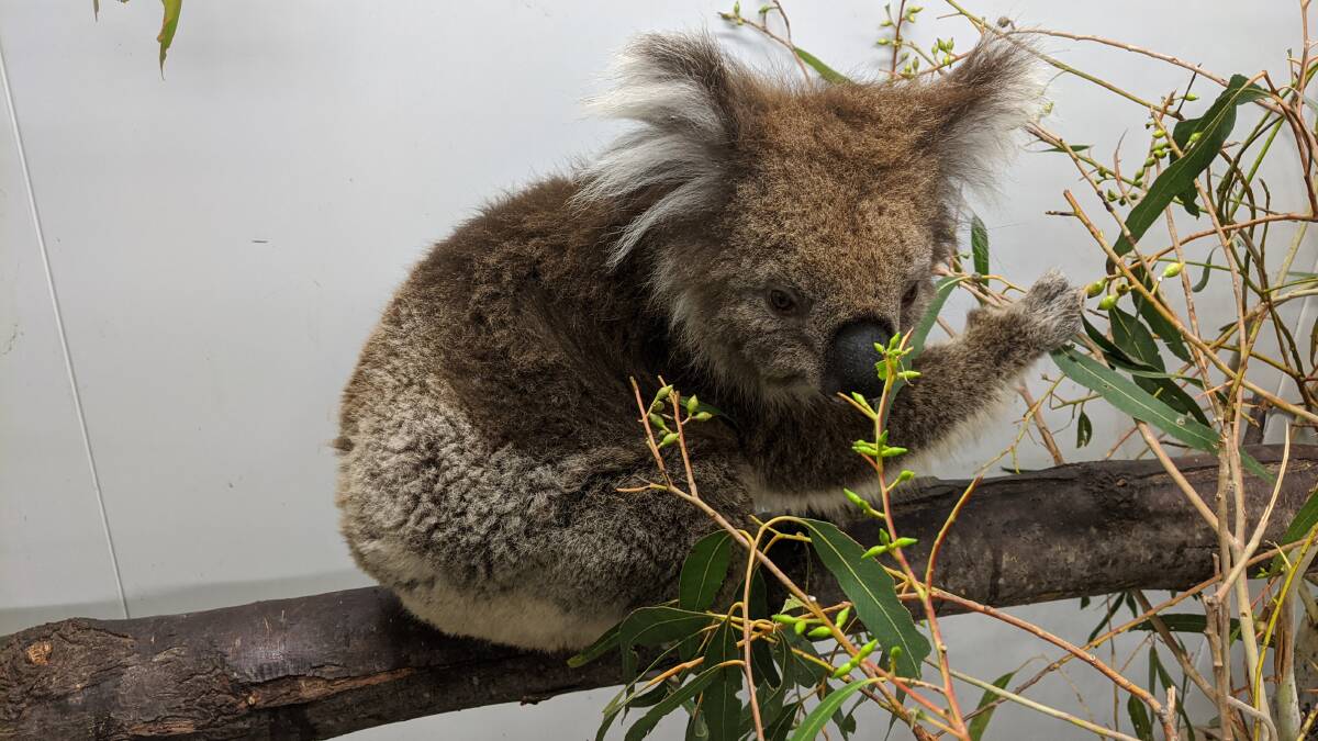 One of the six koalas returned to Tidbinbilla Nature Reserve on Wednesday evening. Photo: ACT Environment directorate. 