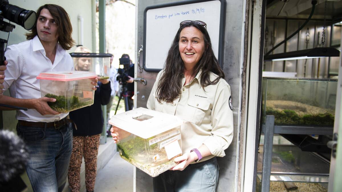 Tidbinbilla threatened species program manager Dr Jennifer Pierson works to return the critically endangered northern corroboree frogs to Tidbinbilla after they were evacuated due to bushfire risk. Picture: Dion Georgopoulos