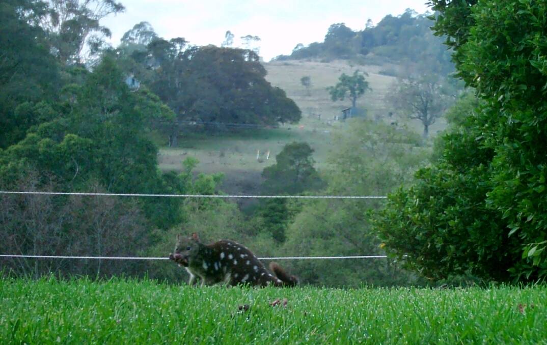 A spotted quoll at Mount View in the Hunter. Picture: Eleanor Lennard 