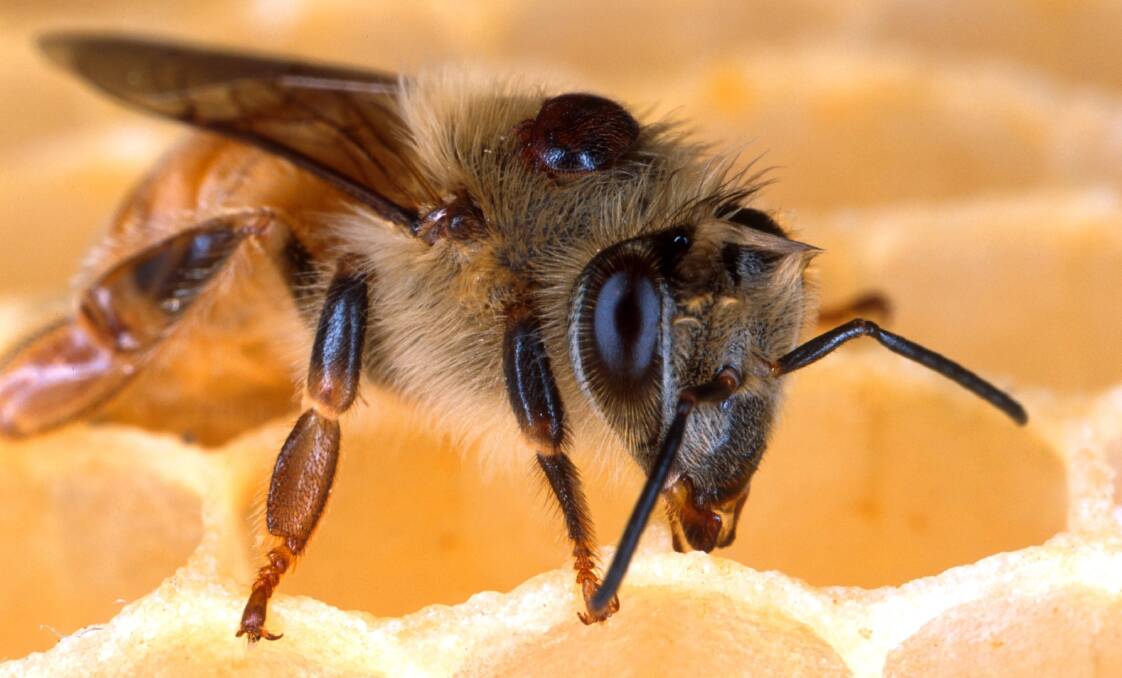 Parasite: A varroa mite on a bee. An outbreak of the mite has led to millions of bees being euthanised, as the NSW government scrambles to contain it. 