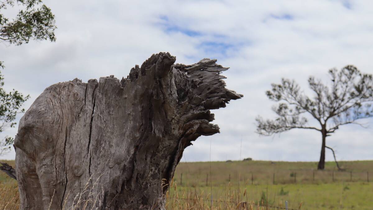 The old tree stump on the western side of Gundaroo Road, 5km south of Gunning.