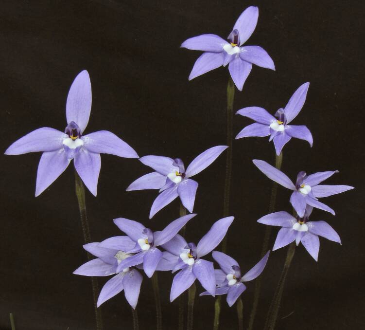 Caladenia major syn Glossodia major is just starting to flower in Canberra. It is relatively large and can often be found in quite large populations. Picture: Tony Wood