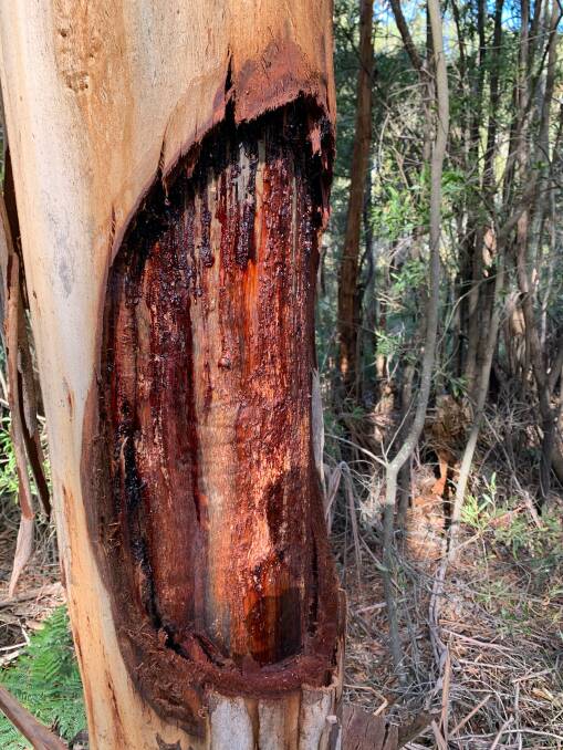 Fresh scar found in a tree near Mt Coree. Picture: Simone Green