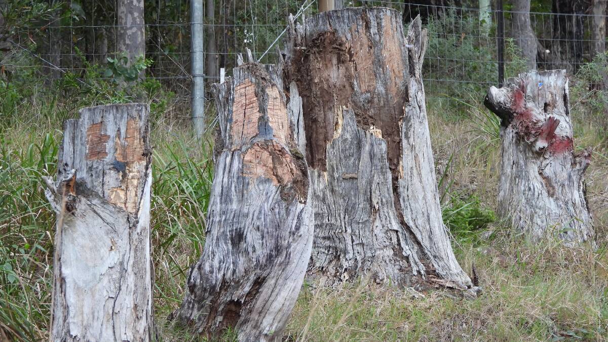 The stumps after they were vandalised. Picture: Geoff M