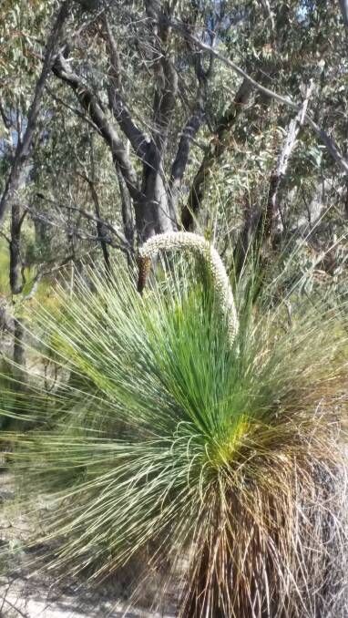Swan or grass tree? Picture: Jonathan Miller