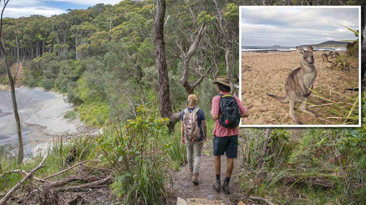 'Kangaroos on the beach': Longest uninterrupted walk on the south coast opens for hikers of all levels