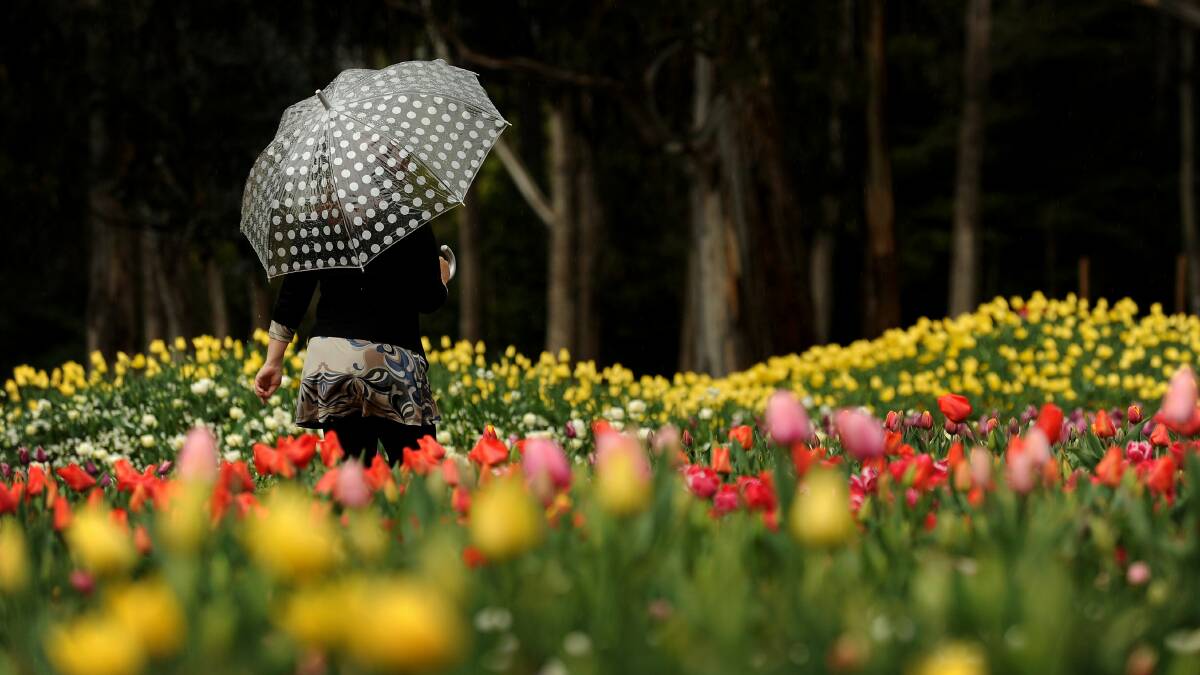 There is something very reassuring about walking with an umbrella. Picture: Colleen Petch