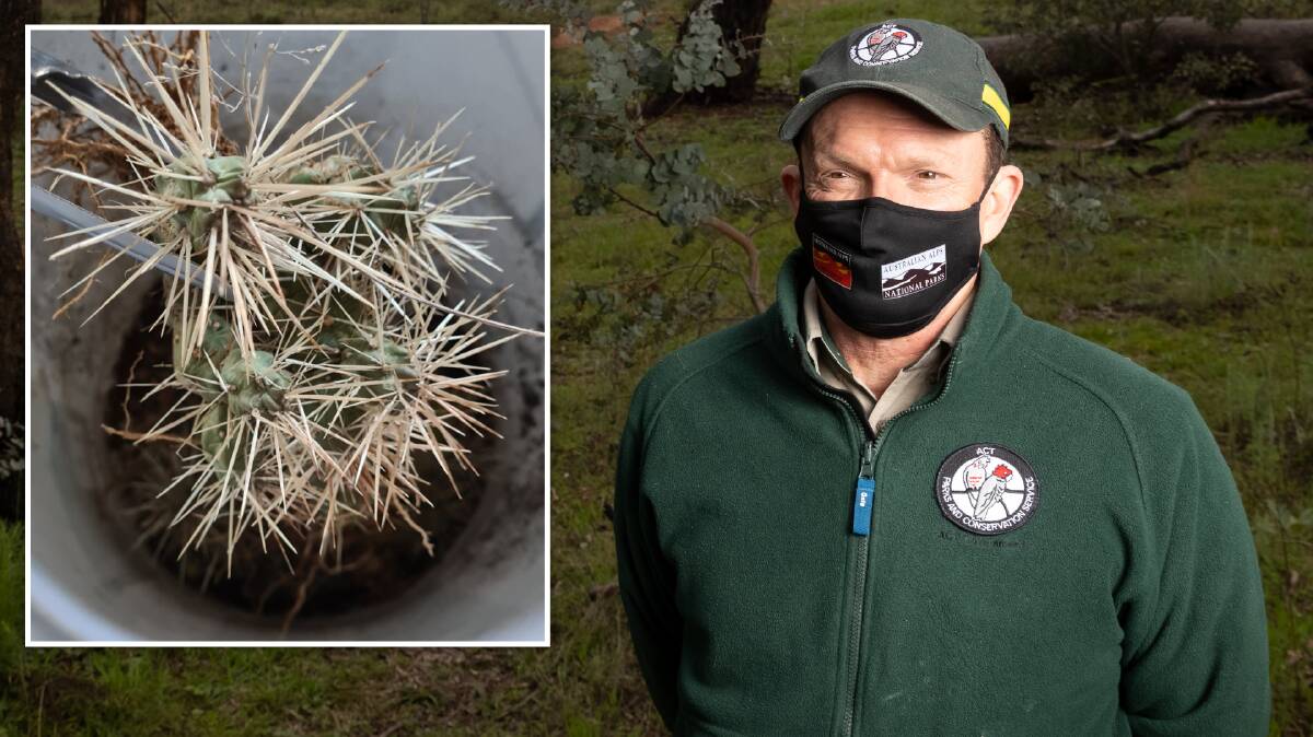 ACT Parks invasive plants manager Steve Taylor. Inset: A Hudson pear (cylindropuntia pallida) removed from Red Hill Nature Reserve. Pictures: Sitthixay Ditthavong, Supplied