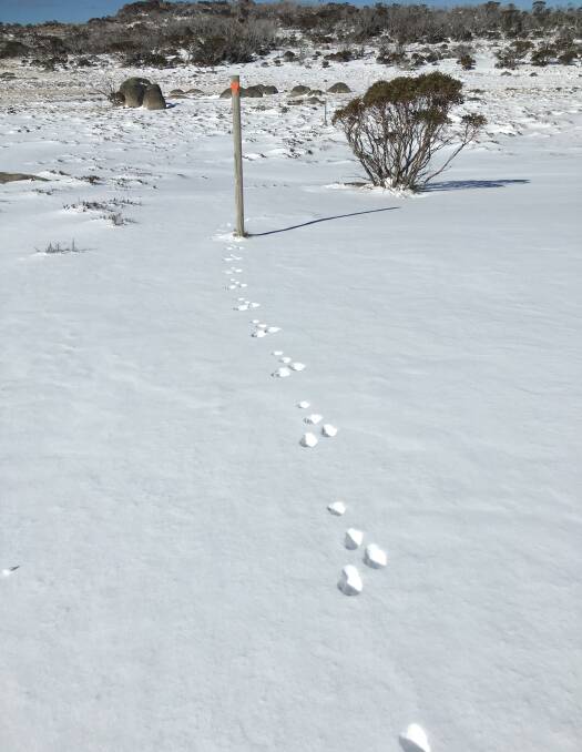 Do you know what animal made these tracks? A hare? If you do, please let me know. Picture: Tim the Yowie Man