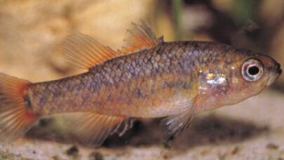 Southern Pygmy Perch - native fish that only occur in three locations in NSW, including one near Gunning, just north of Canberra. Picture: Michael Hammer