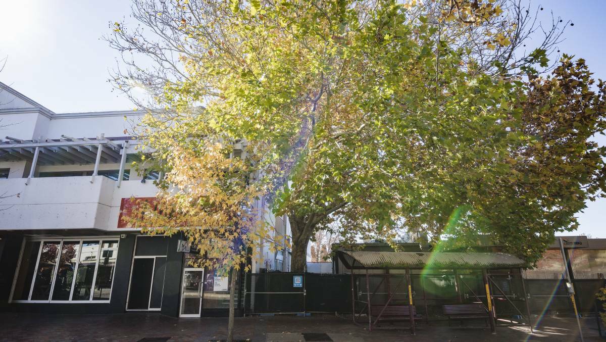 The London plane tree on Franklin Street, Griffith, now removed to make way for a hotel development.