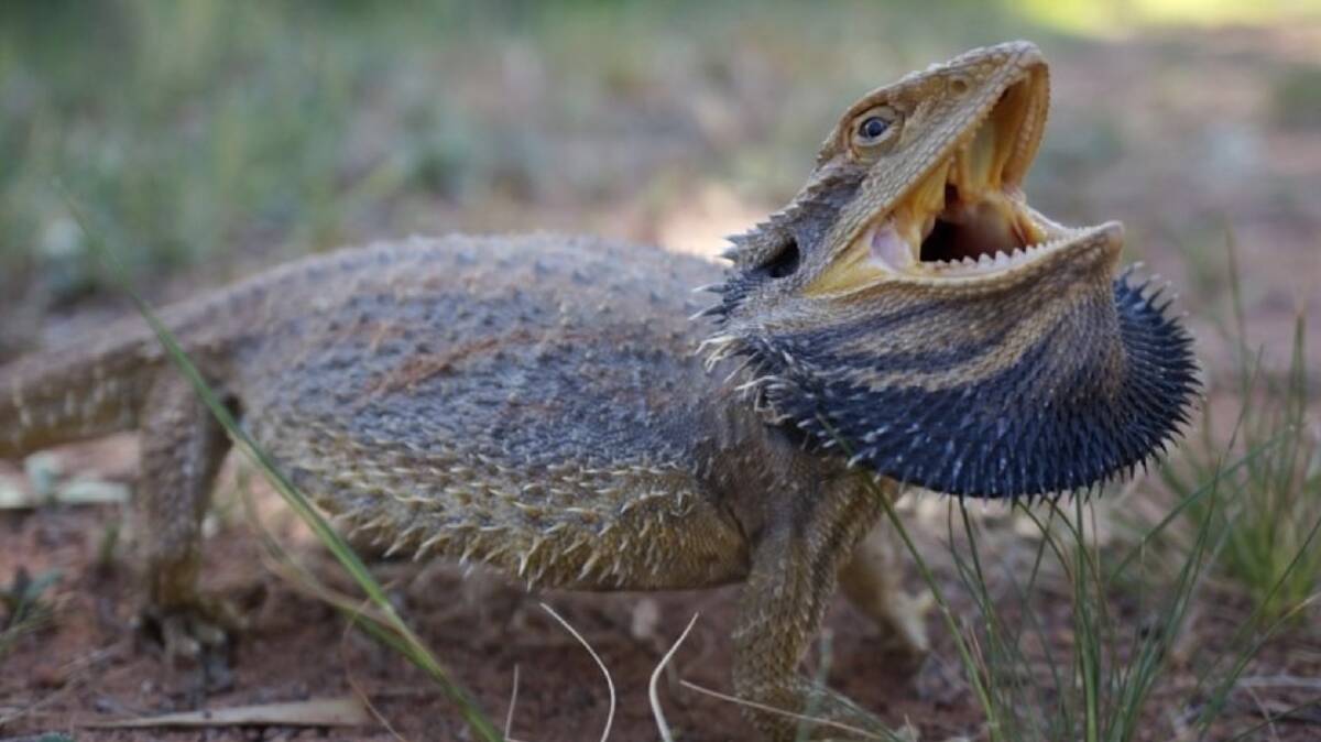 An Eastern Bearded Dragon. Picture Canberra Nature Map