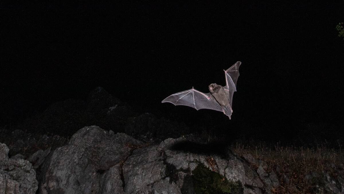 The first Eastern bentwing bat of the night flies out of the maternity cave at Wee Jasper. Its soon followed by more than 20,000 others. Picture Department of Planning and Environment / NPWS
