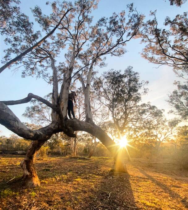 My Ainslie's "arch tree" at sunset. Picture: Tom Corra