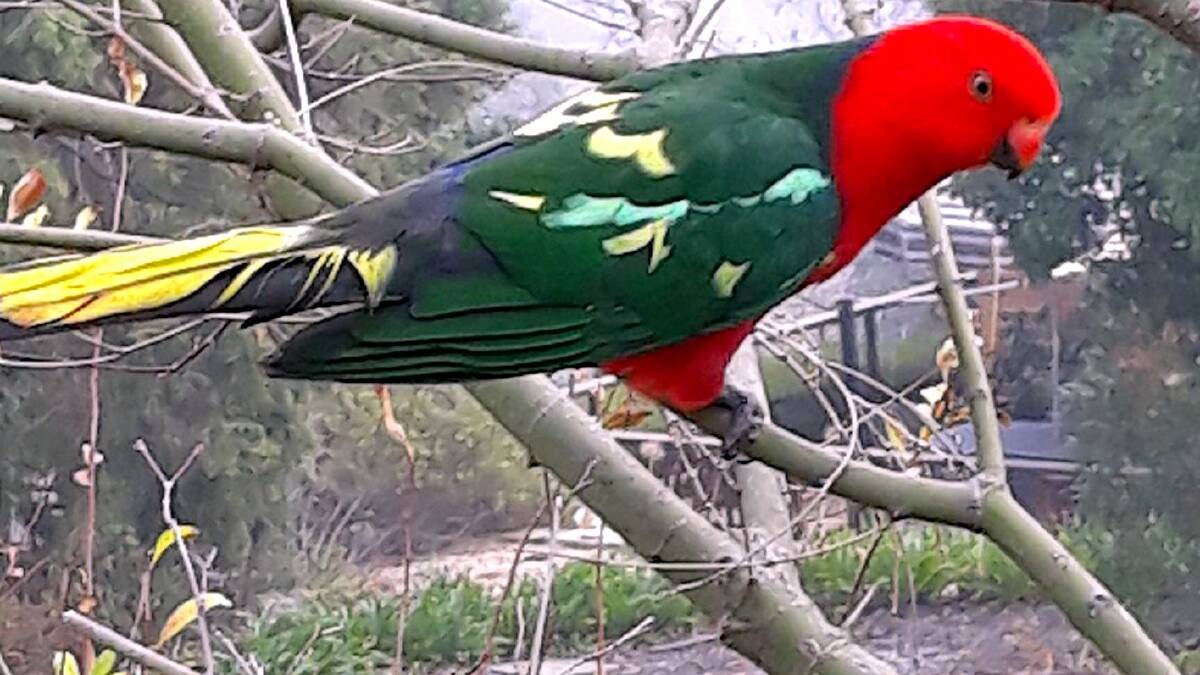 King Parrot with yellow tail. Picture: Felicity Roberts