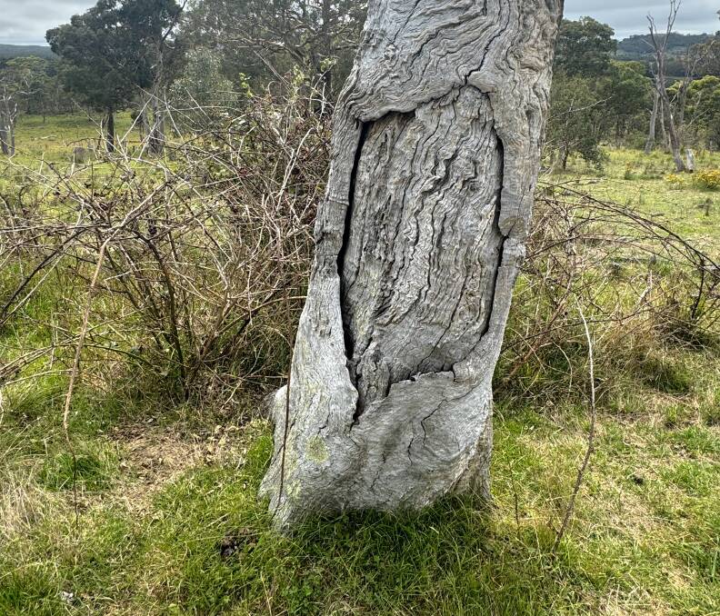 An Aboriginal scar tree just below the ancient stone axe quarry at Millpost. Picture by Tim the Yowie Man