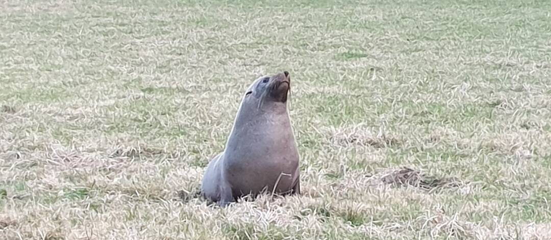 Seal in Jenny and Arthur Robb's paddock. Picture: Kiah Wilderness Tours