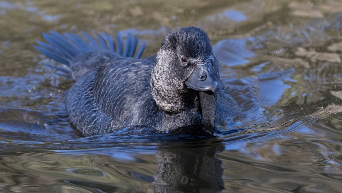 An example of a musk duck, which has been captured on audio as making human noises. Picture: Supplied
