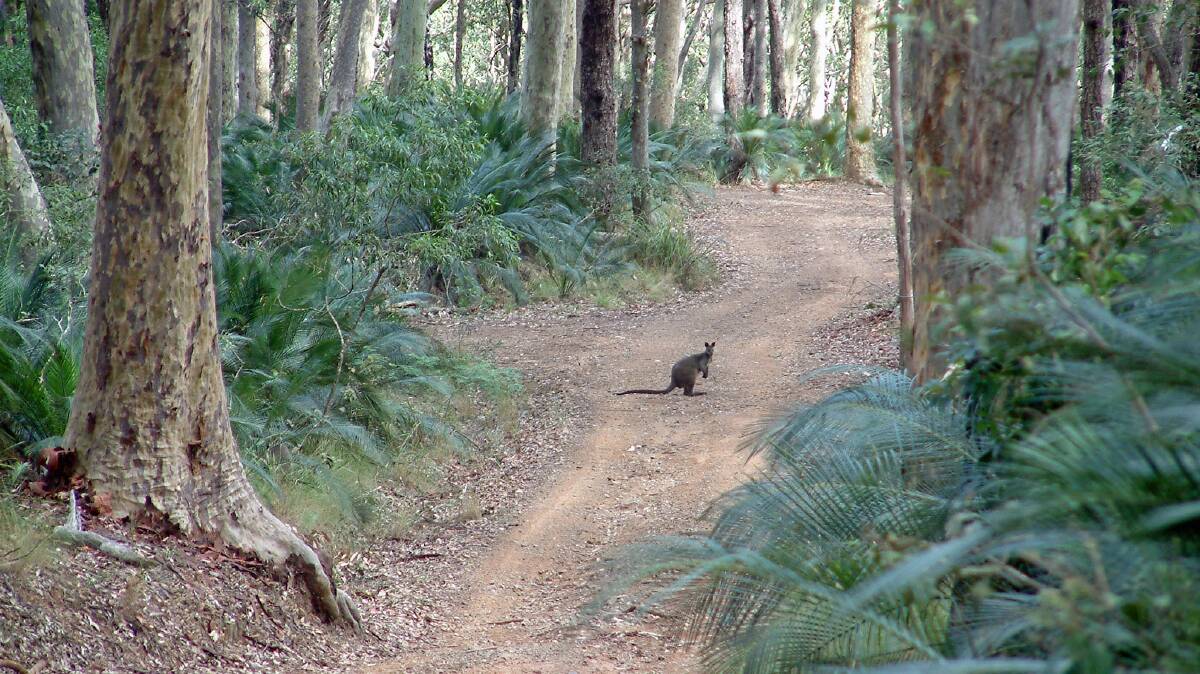 The landscape on the walk from Bundeena and the Victorian border regularly changes. Here, a swamp wallaby crosses the track in Murramarang National Park. Picture: David Briese