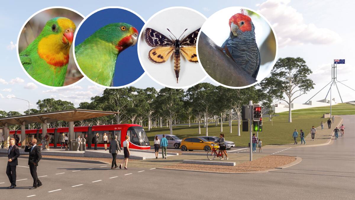 The light rail extension could affect, insets from left, superb and swift parrots, golden sun moths and gang-gang cockatoos.
