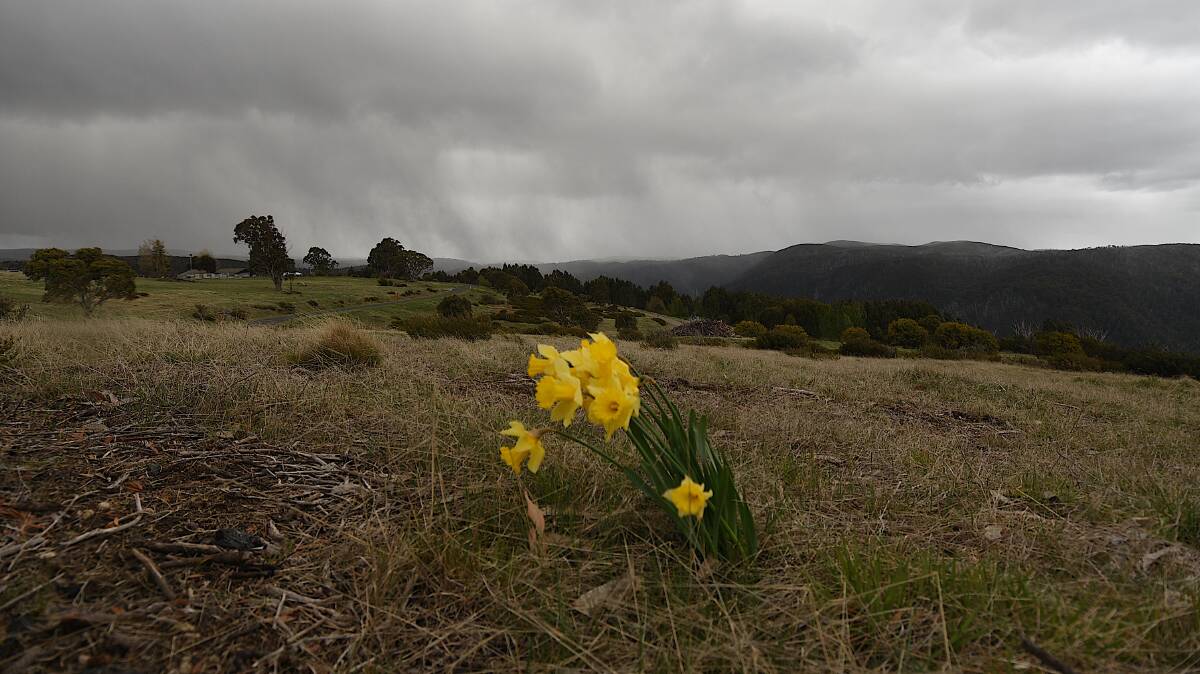Daffodils battle the wind at Cabramurra, the highest town (1488m) in Australia, as it awakens from its winter slumber. Picture: Peter Meusburger