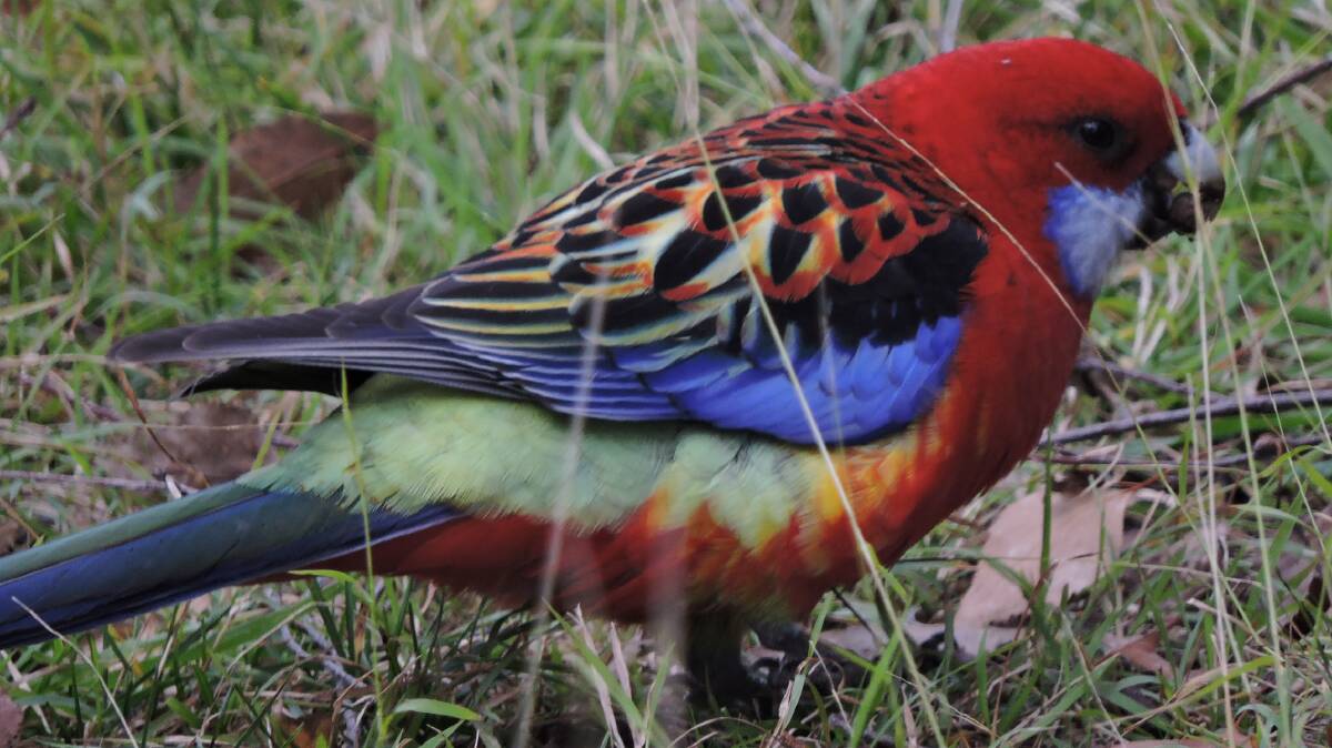 There has been a recent increase in sightings of hybrid rosellas in Canberra. Picture: Peter Meusburger