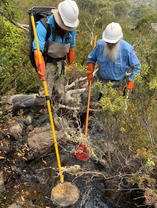 Mark Lintermans (right) and another team member rescue Stocky Galaxias from upper Tantangara Creek late last week. Picture: Chris Walsh