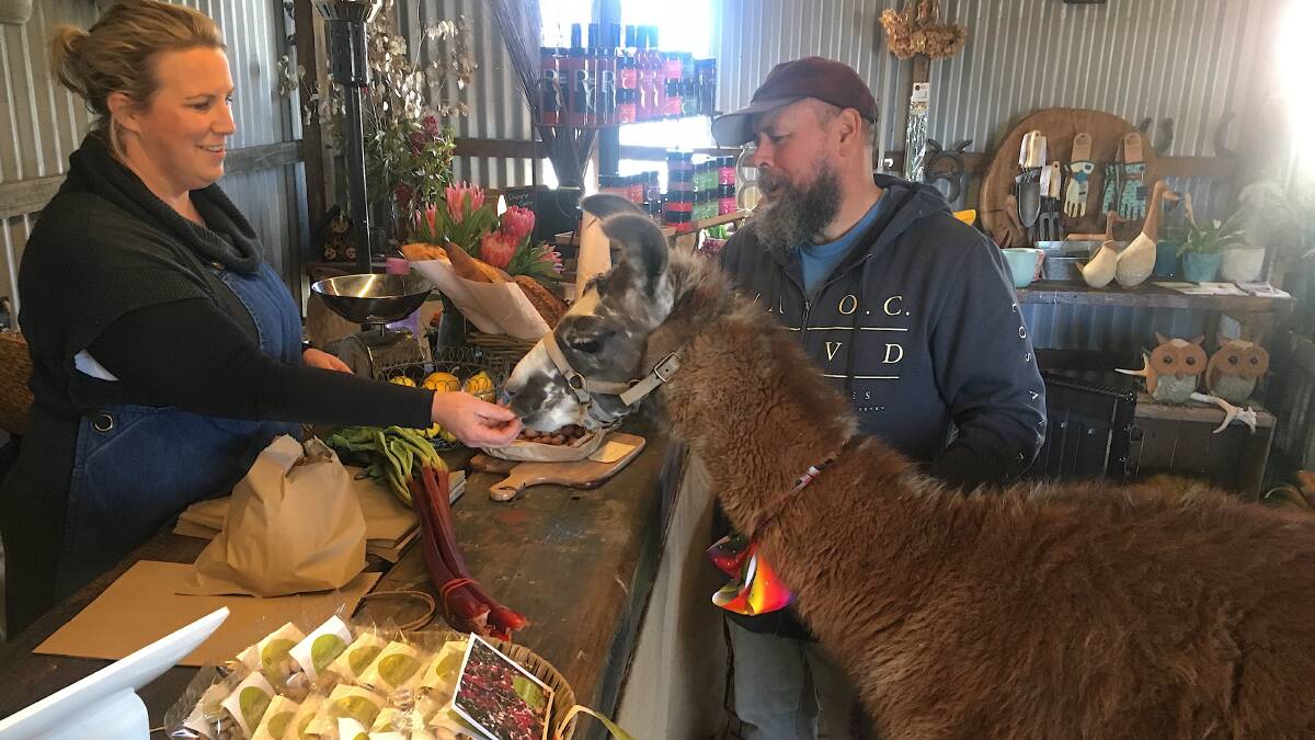 Durango the llama and his owner Brett Byron are served by Naomi Robertson in her produce store, Collector Fresh. Picture: Tim the Yowie Man