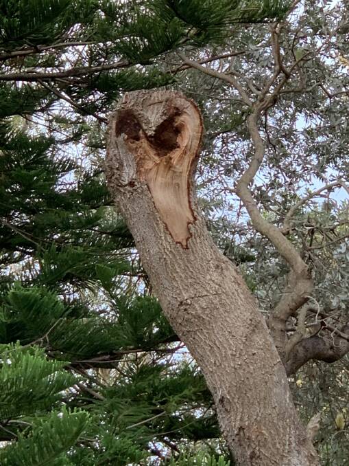 Does this look like an owl to you? Picture: Jane Malcolm