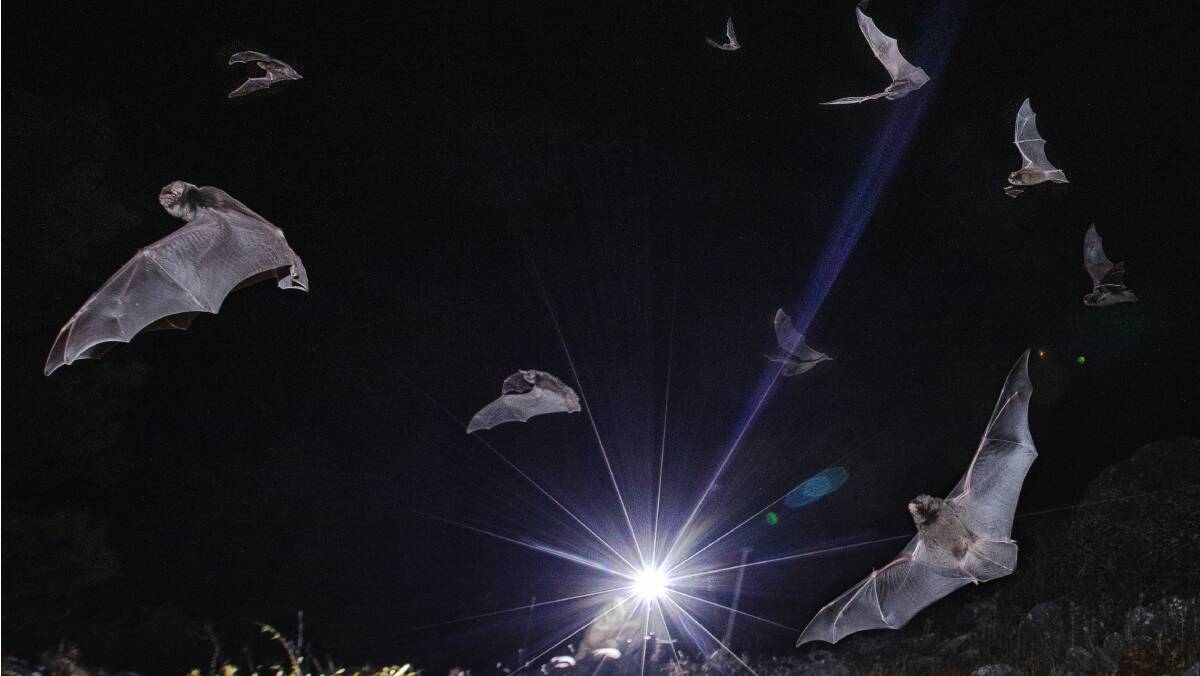 At their peak around 600 bats a minute fly out of the secret cave. Picture Department of Planning and Environment / NPWS