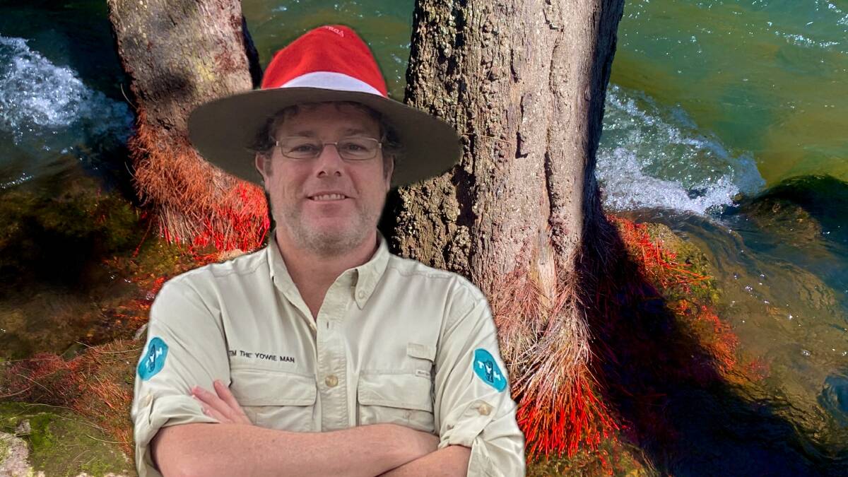 What's causing the red growth at the bottom of these trees. Pictures Tim the Yowie Man