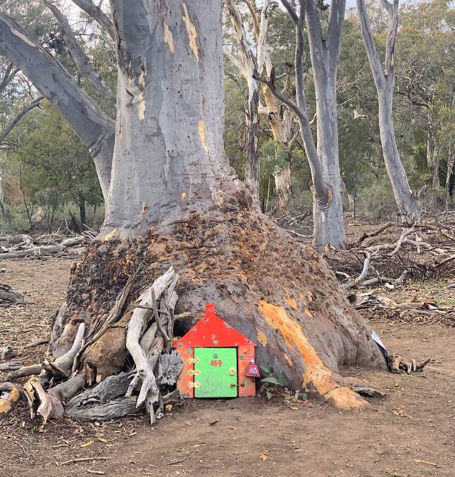Two of Mt Ainslie's not so secret fairy trees. Picture: Tim the Yowie Man