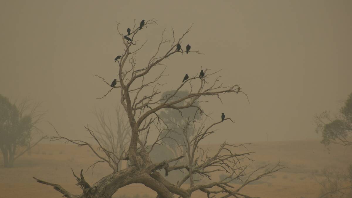 A 'Murder of Crows' near Tidbinbilla earlier this year. Picture: Joel Davis